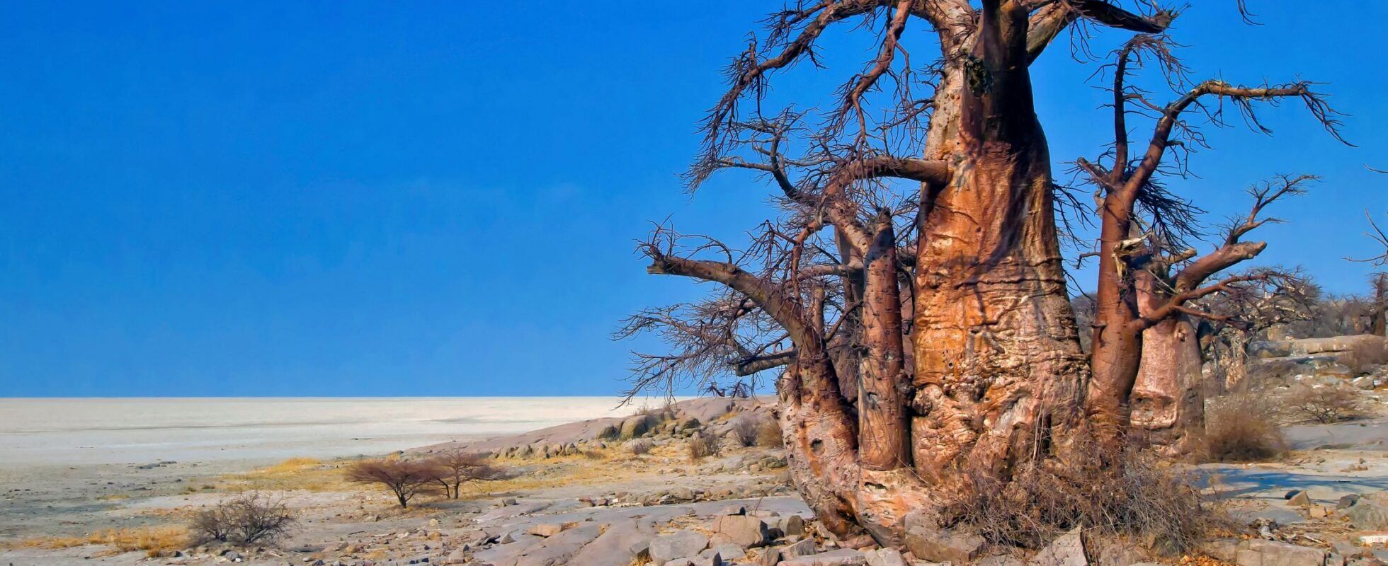 Baobab Trees in Makgadikgadi National Park