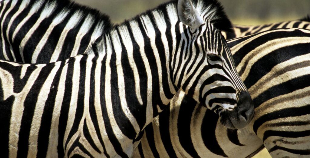 Several zebras standing in group in Moremi Game Reserve