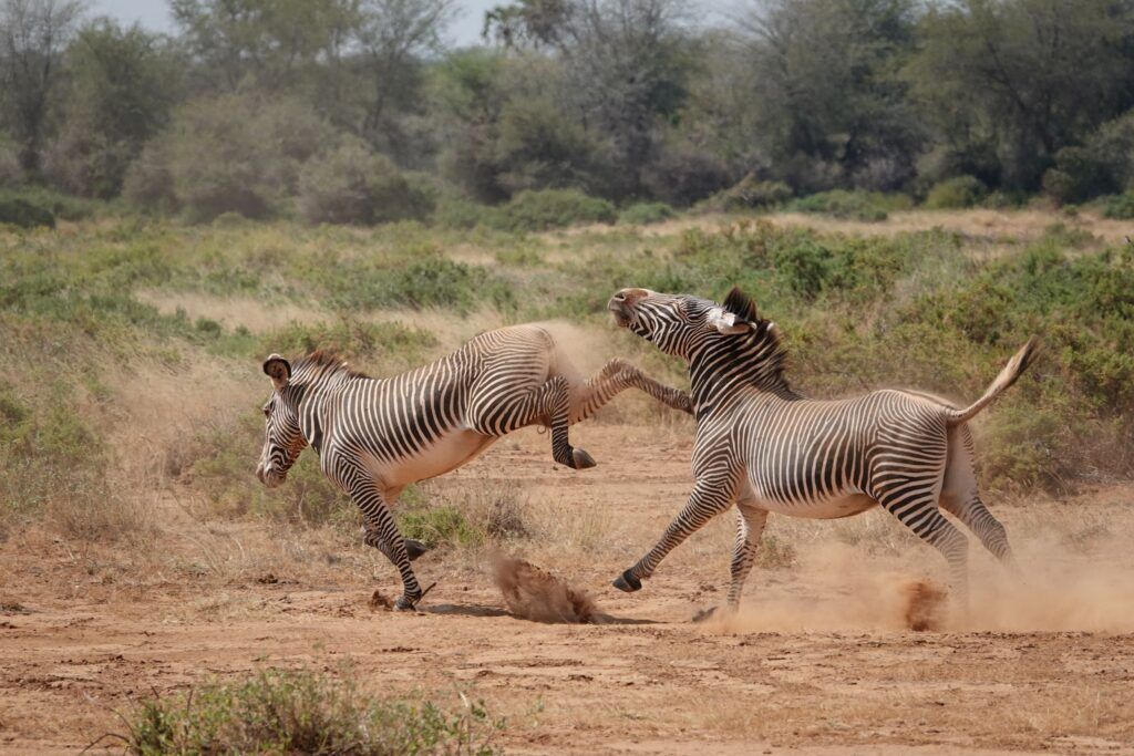 One zebra kicking another behind him in Kenia