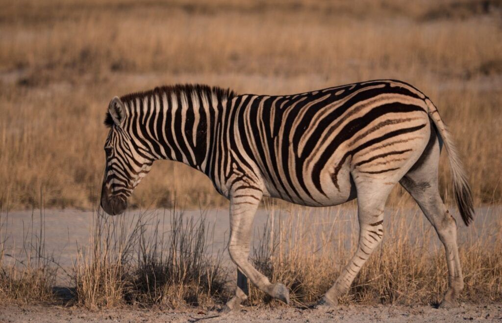 Zebra walking in the Makgadikgadi Pans National Park