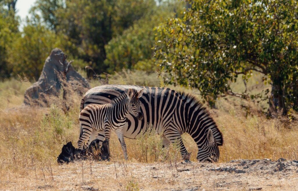Zebra foal Moremi