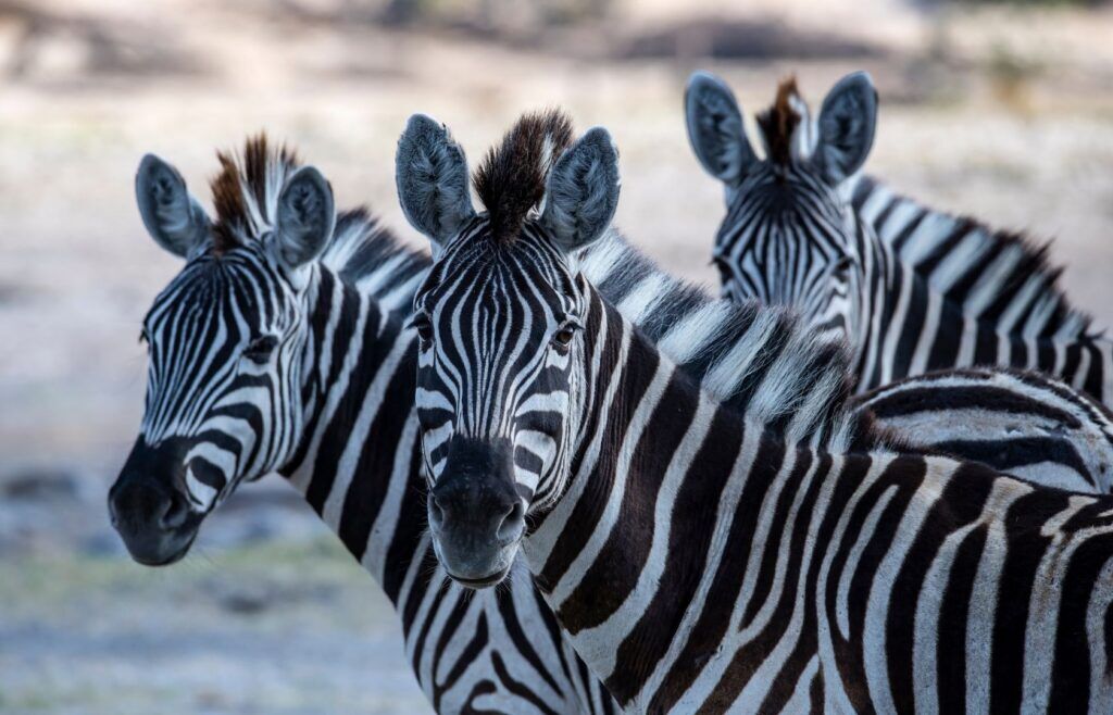 Zebras Makgadikgadi