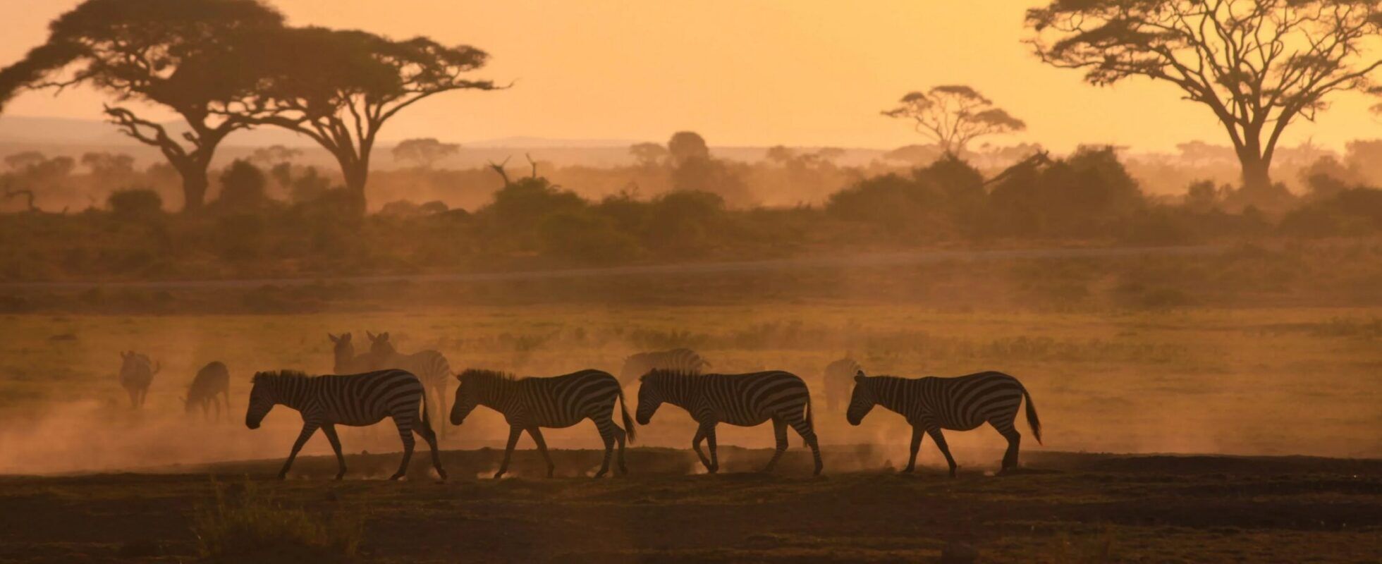Zebras walk in a row across a dusty row at sunset