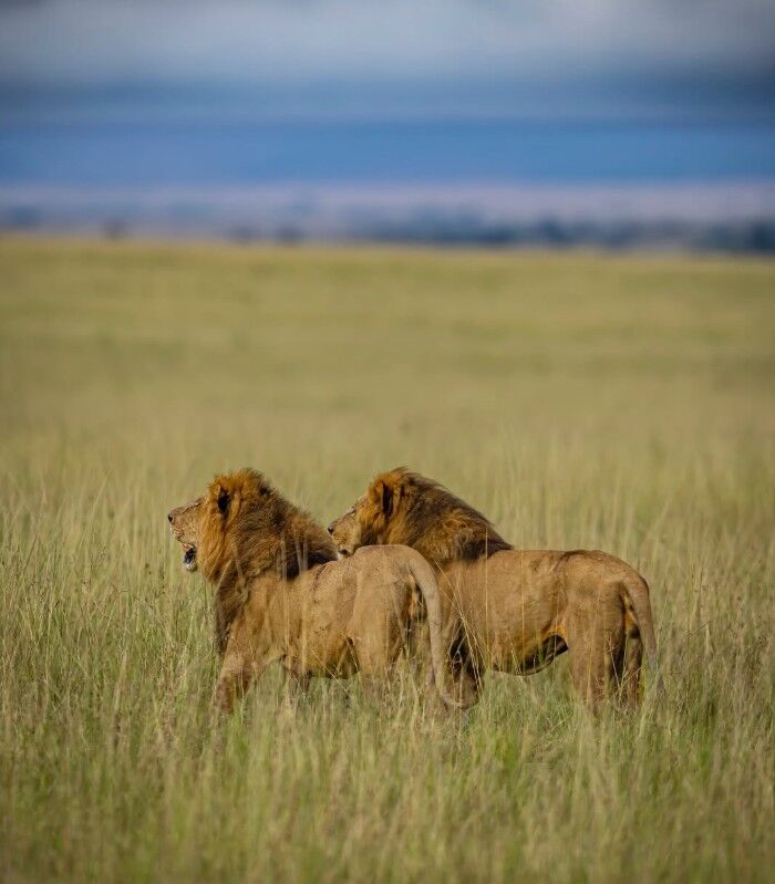 Lions in the grass